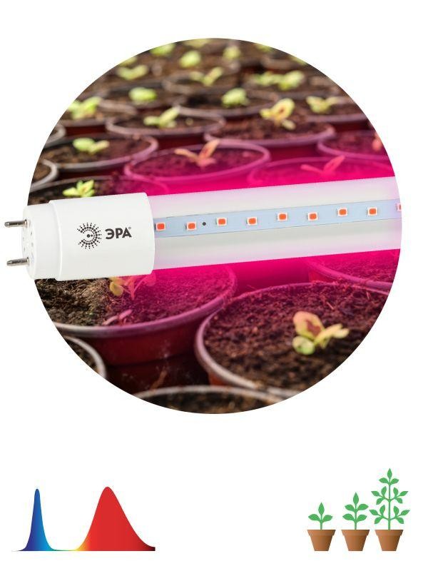  Лампа светодиодная для растений FITO-18W-RB-Т8-G13-NL Т8 96LED 2835 IP20 35000ч стекло красн./син. ЭРА Б0042990 